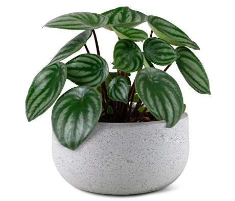 О компании Нетрика Медицина